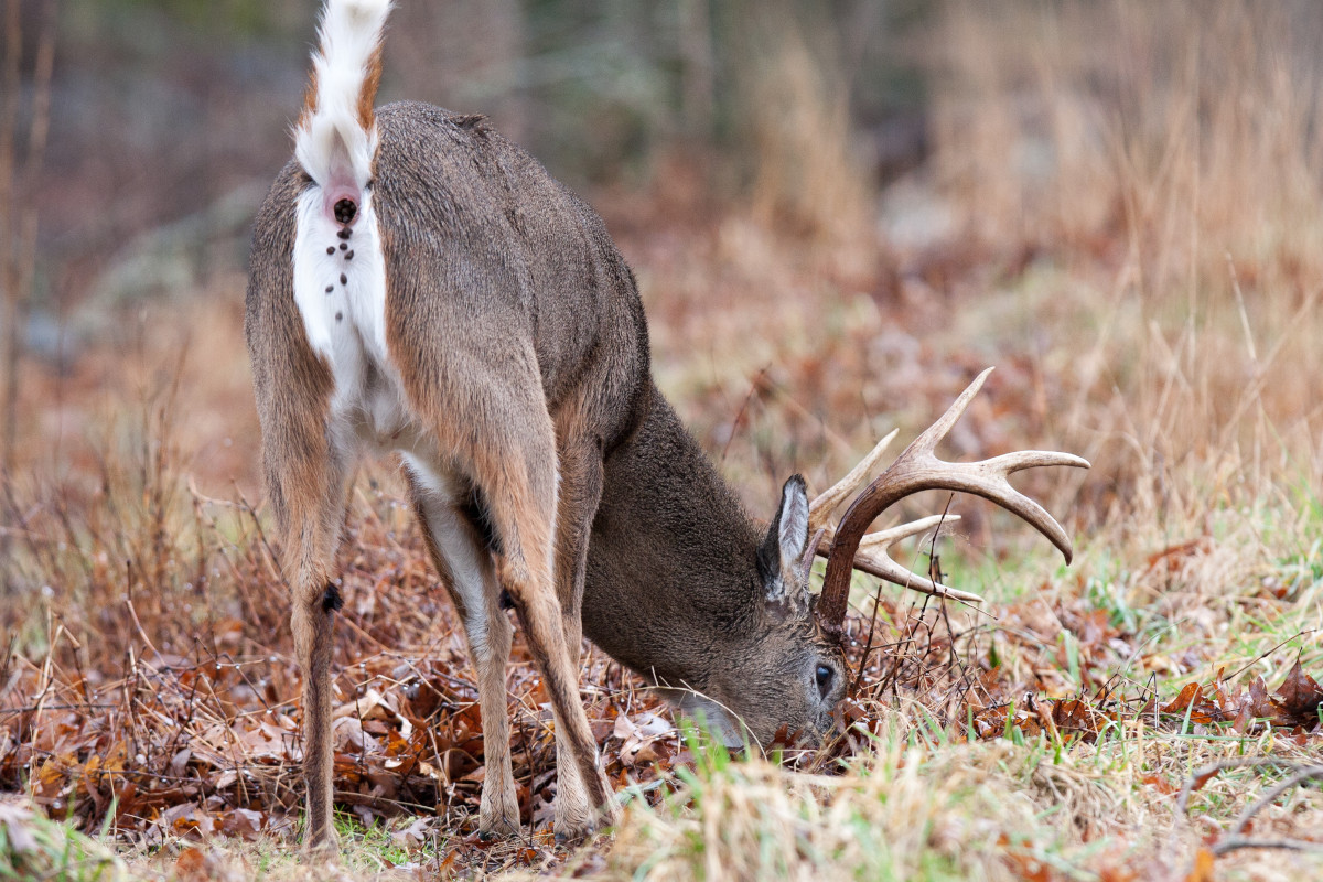 Deer Poop
