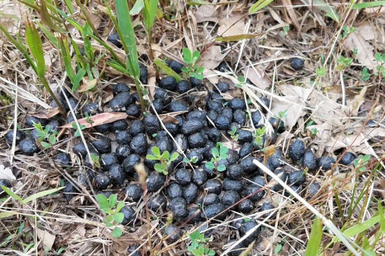 Deer Poop, Why You Should Identify It and Shouldn't Ignore It