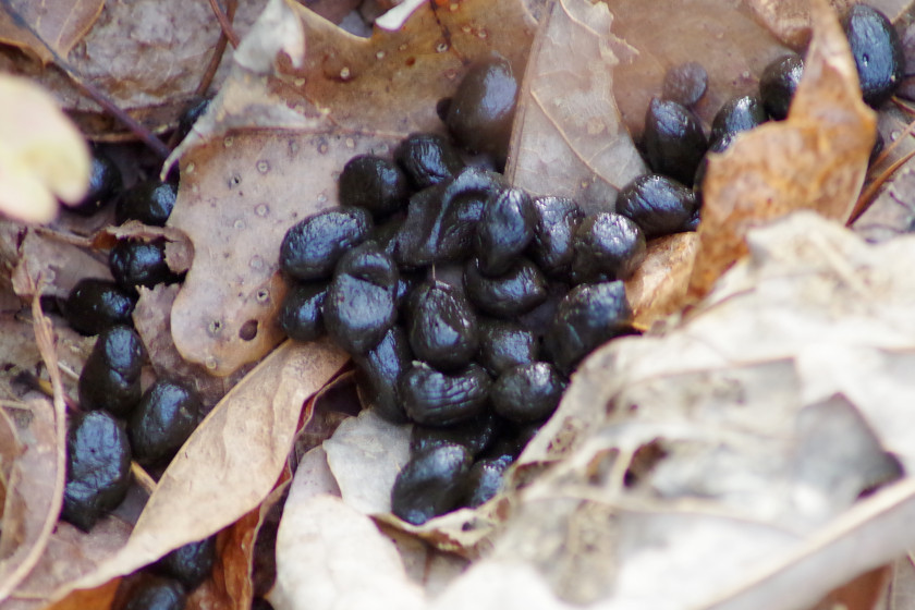 Deer Poop, Why You Should Identify It and Shouldn't Ignore It