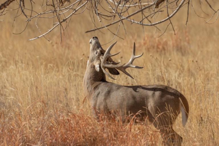 Deer Scrapes, Why They Make Them and What They Mean