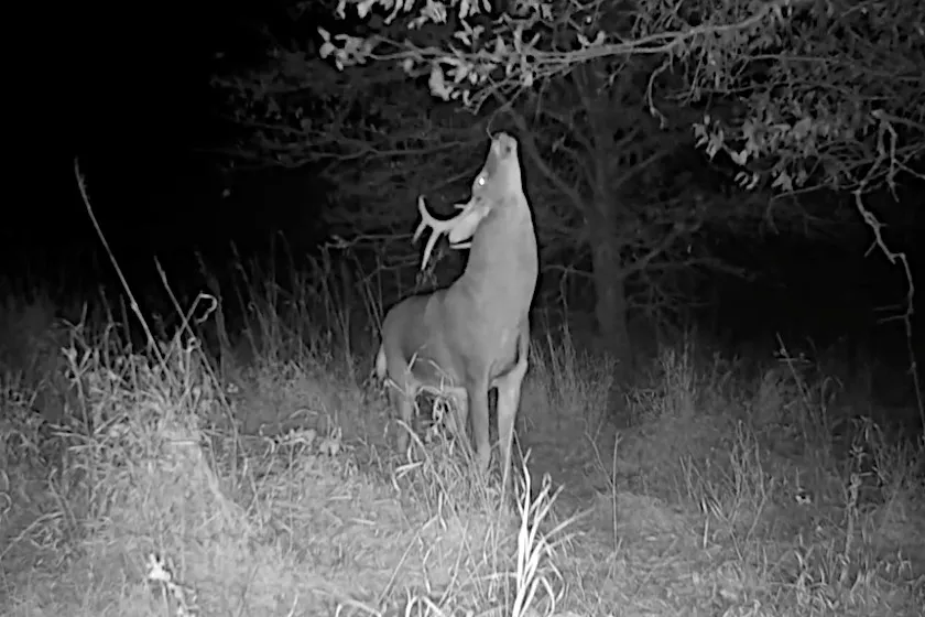 Deer Scrapes, Why They Make Them and What They Mean