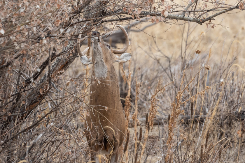 Deer Scrape