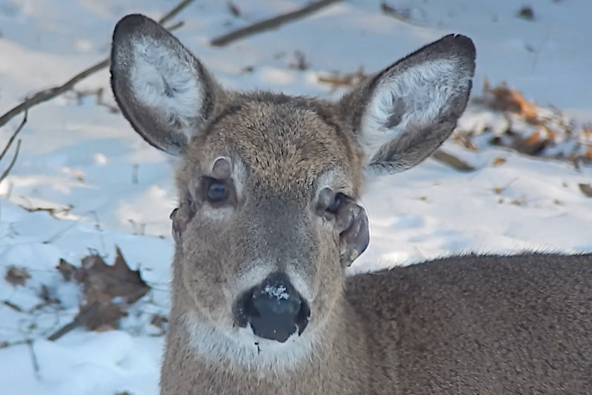 Deer Warts