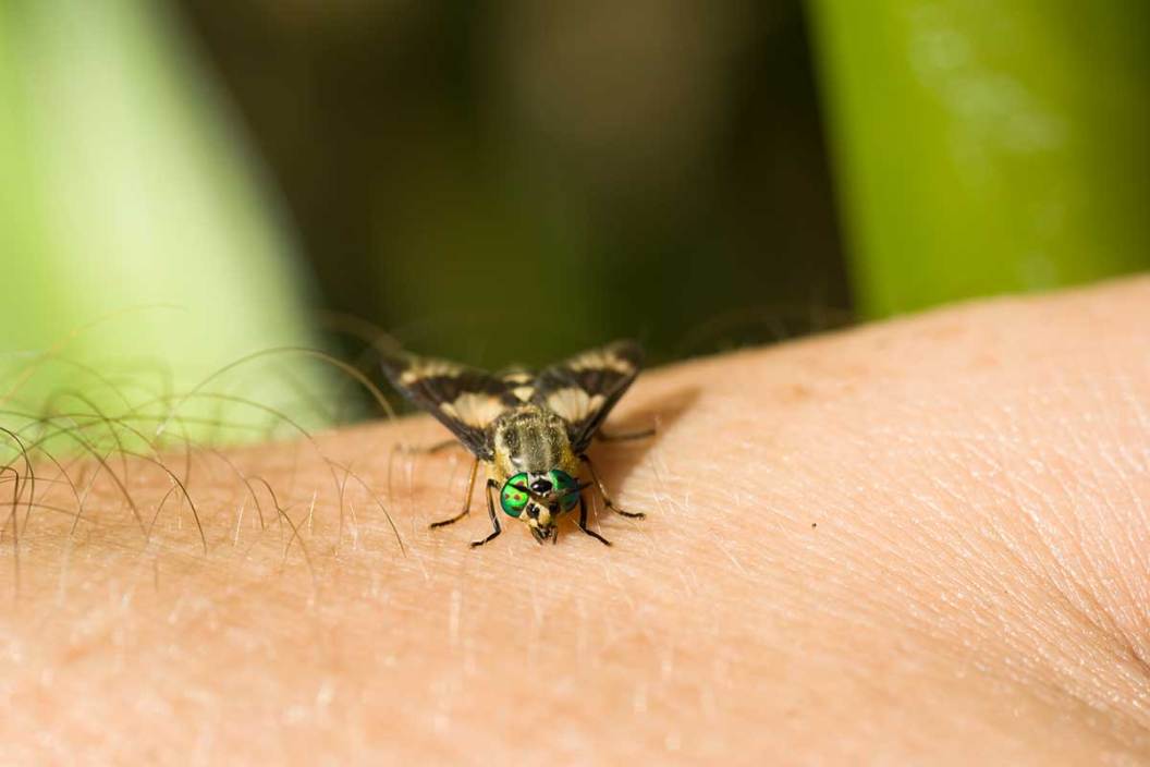 A horsefly on a human arm.
