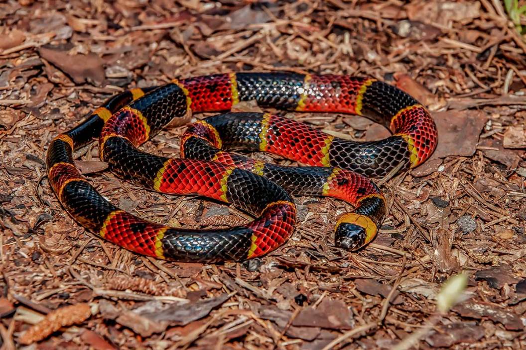 A coral snake on the ground in Florida
