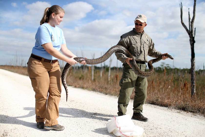 Two biologists hold an invasive python in Florida