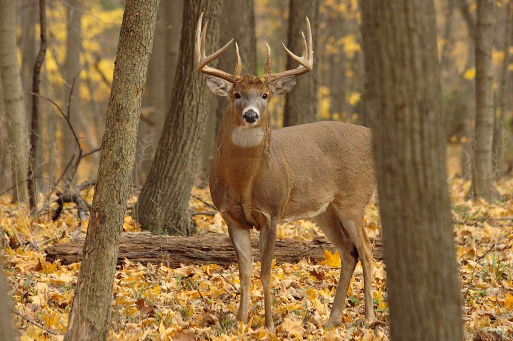 How to Set up Your Own Deer Mineral Site