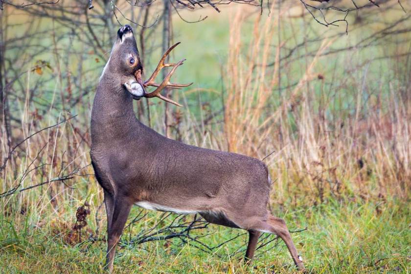 Deer Nicknames 65 Monikers for That Big Buck On Your Hit List