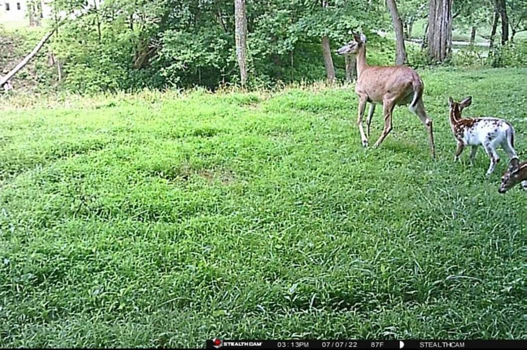 A Piebald Deer Showed Up On My Trail Cam, Now What? Wide Open Spaces