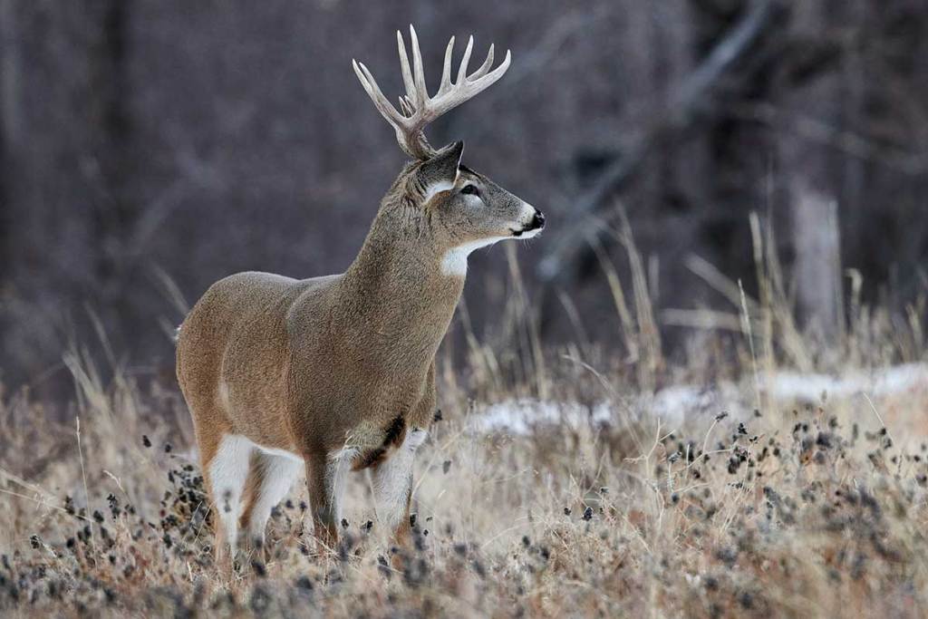 A whitetail buck stands in a field.