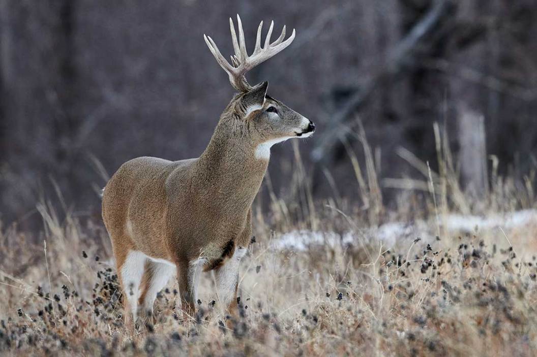 Public Land Deer Hunting Realistic Expectations for the First Timer