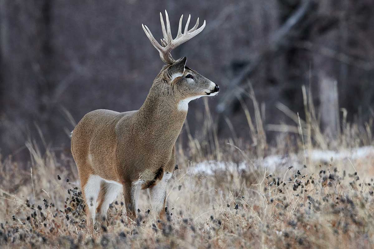 Public Land Deer Hunting Realistic Expectations for the First Timer