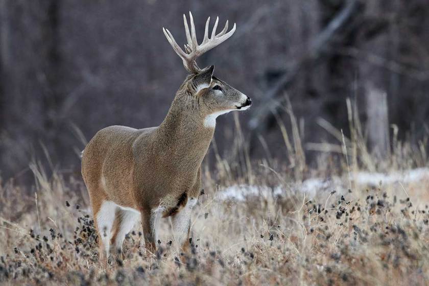 Public Land Deer Hunting Realistic Expectations for the First Timer