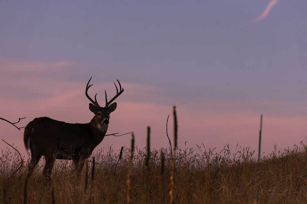 Whitetail deer stands in front of a sunset.