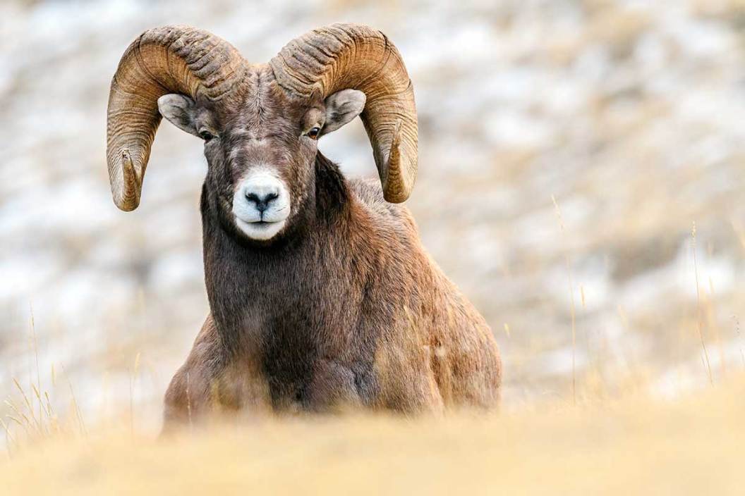 A close up shot of a bighorn sheep as it rests on a mountainside