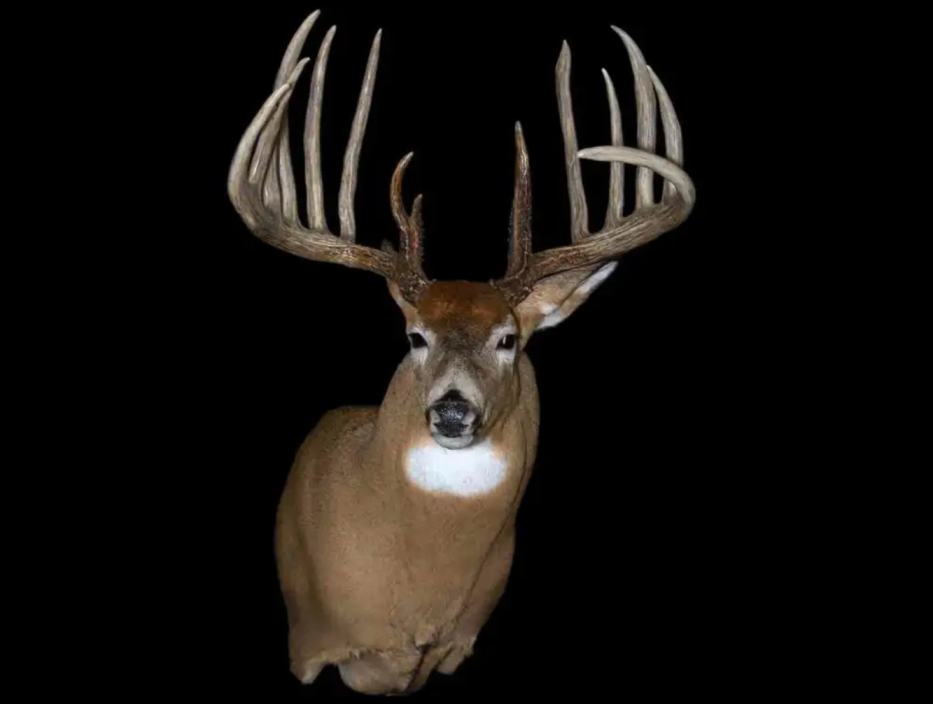 knife handle buck