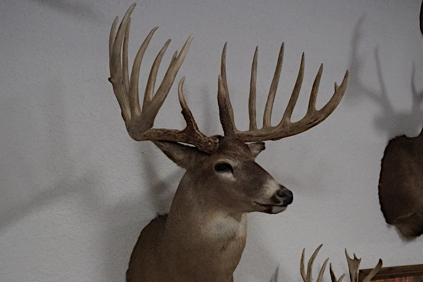 The Knife Handle Buck A World Record That Never Was