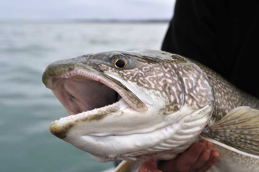 A lake trout held by an angler with a lake in the background.