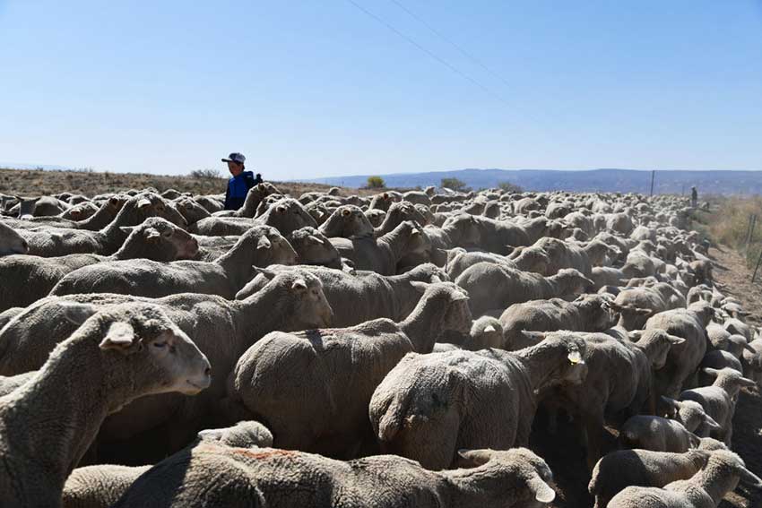 Flock of domestic sheep in Colorado