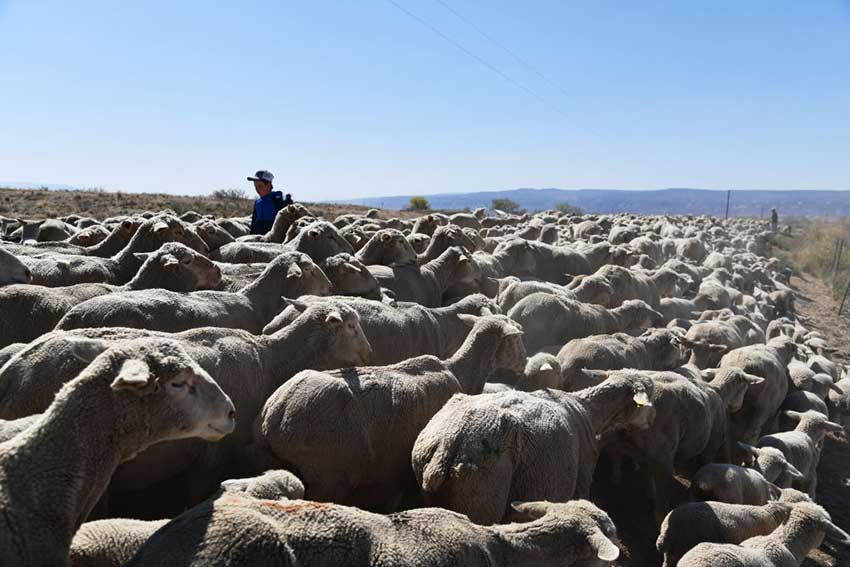 The Biggest Issue Plaguing Bighorn Sheep? Domestic Sheep - Wide Open Spaces