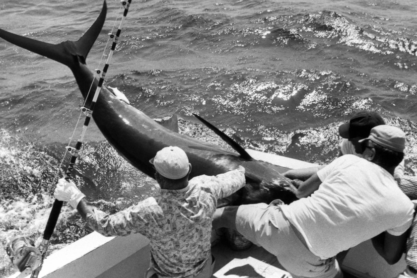 World Record Blue Marlin