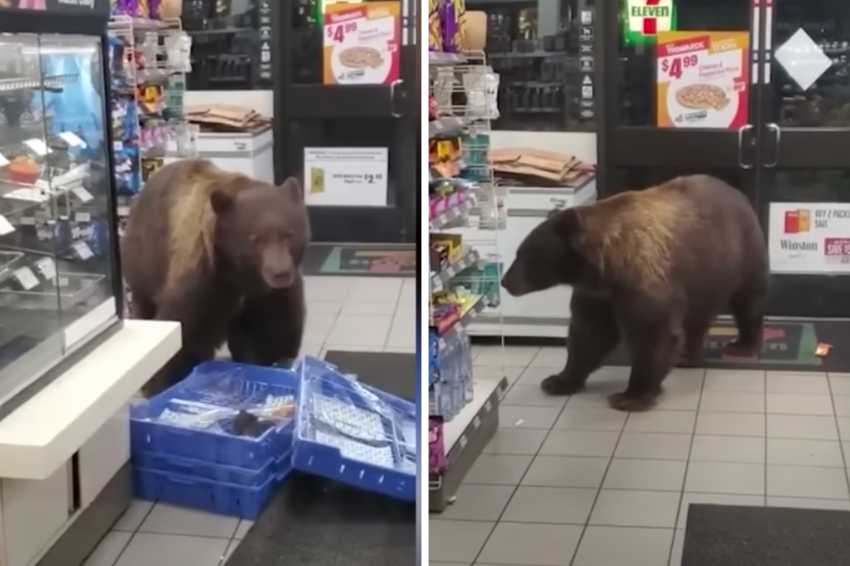 bear eats candy and snacks in a 7-eleven