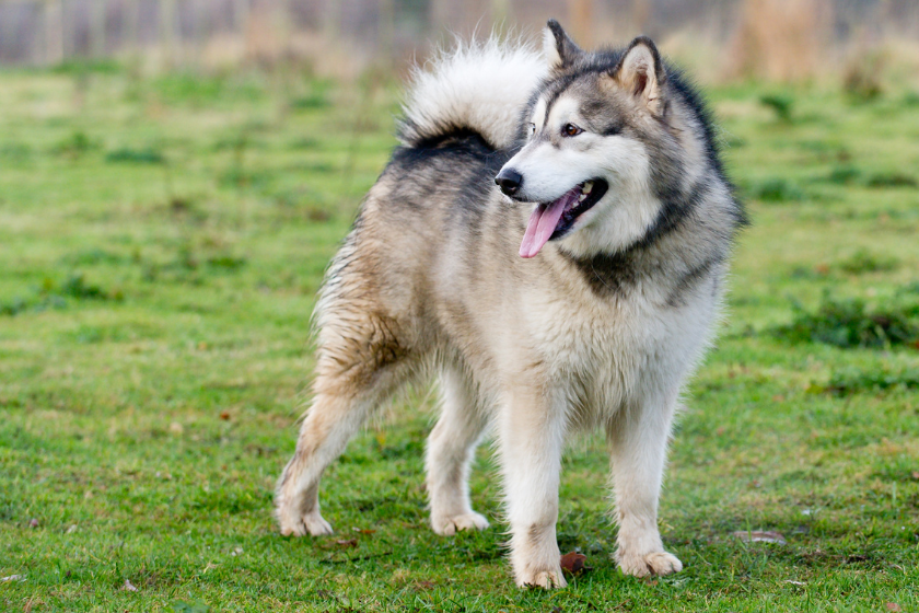 Alaskan Malamute