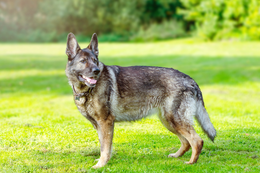 German Shepherd