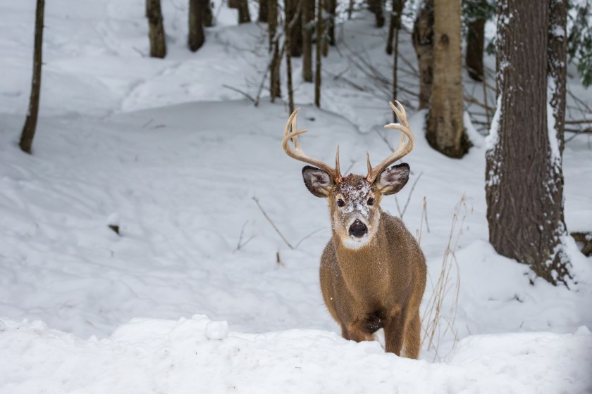 Whitetail buck deer in the snow.