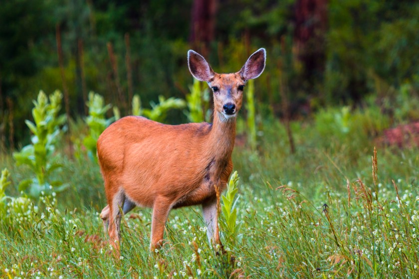 Doe deer in Michigan in the fall.