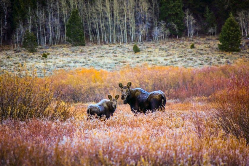 moose in idaho