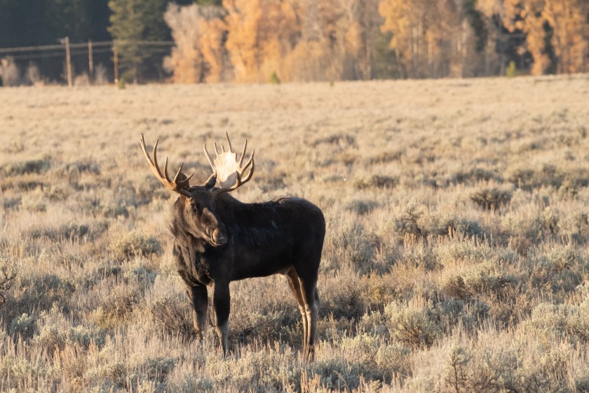 moose in a field