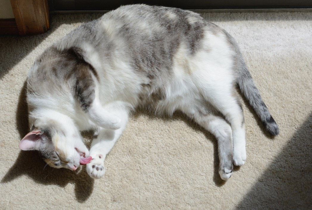 Dilute Calico cat