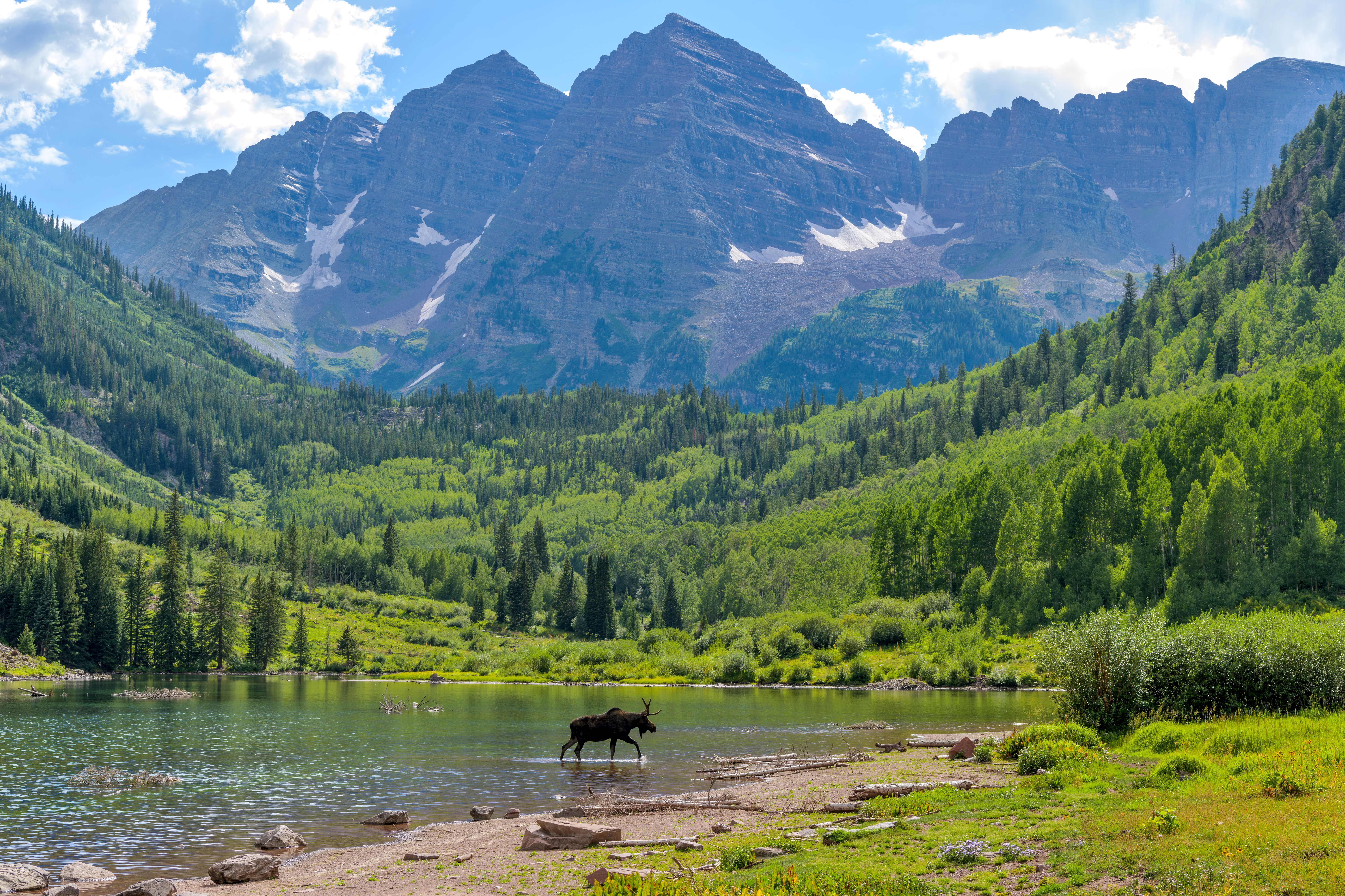 A young moose, with only one antler, walking and feeding in Maroon Lake at base of Maroon Bells on a sunny Summer evening. Aspen, Colorado, USA.