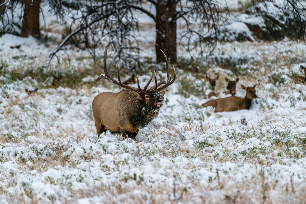An elk herd in Moraine Park, Rocky Mountain National Park, during an early snow storm.