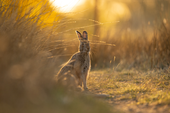 Mountain cottontail against s background of morning sunlight in Boulder, CO, United States