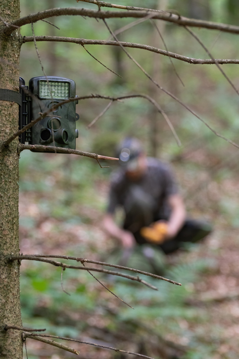 Camouflaged trail camera on spruce tree capturing wildlife. Hunter in background.