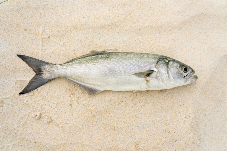 Bluefish caught in the ocean on beach sand on Melbourne Beach, Florida