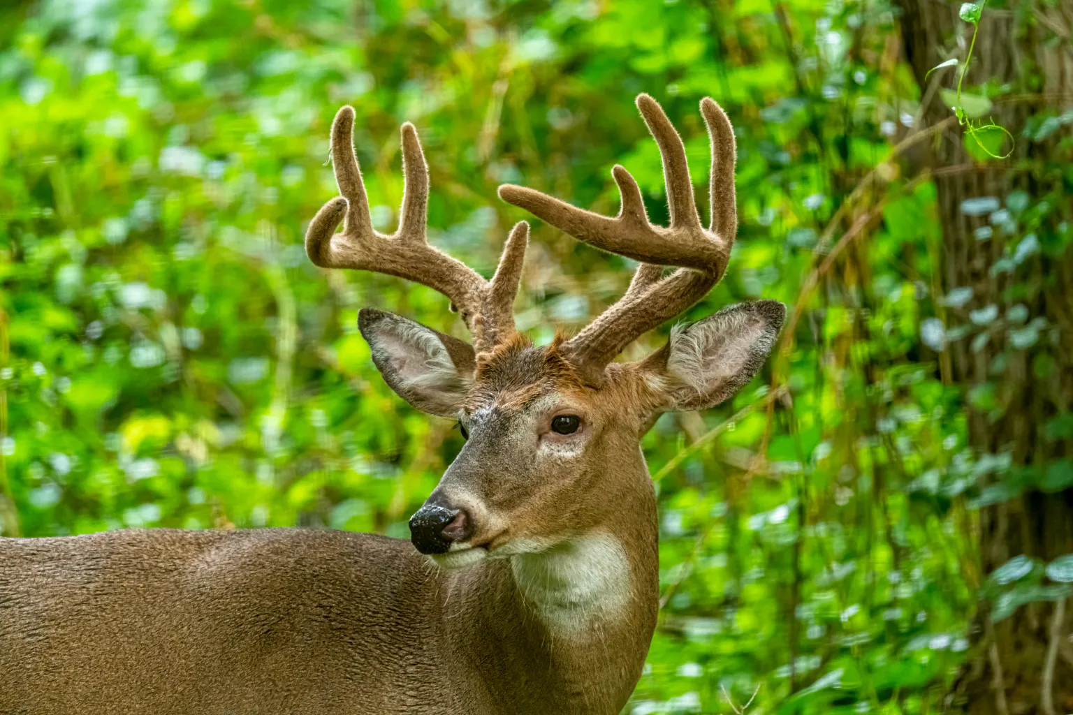 Breaking Down Michigan's Combo Deer License