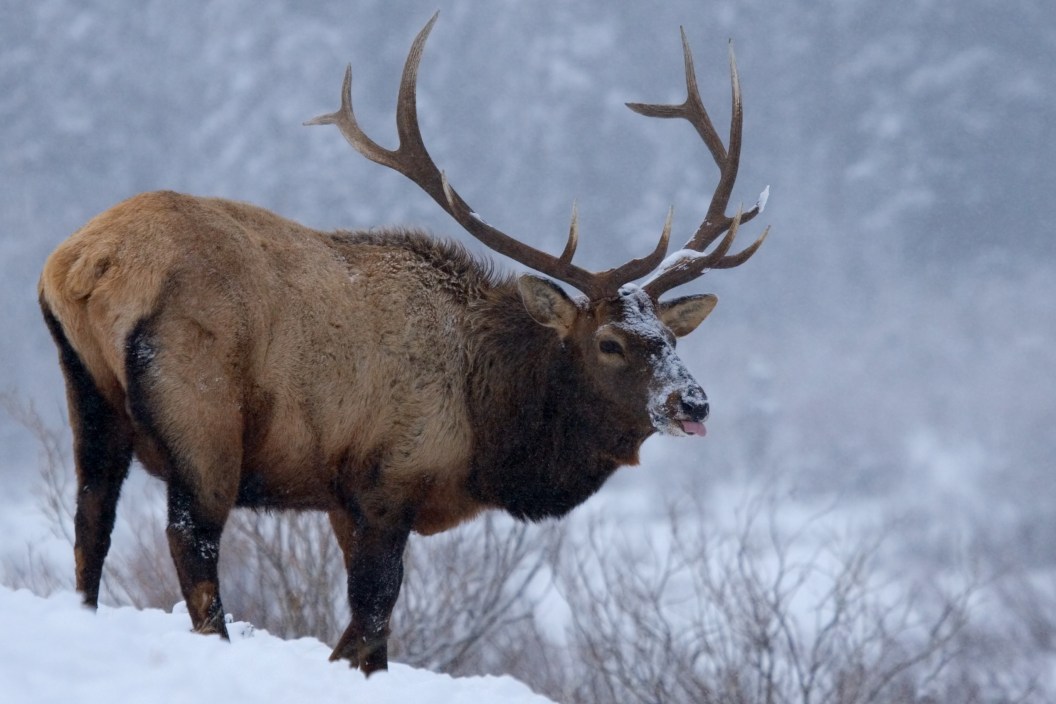 A large male elk in Rocky Mountain National Park as lots of snow falls. HEAVY SNOWFALL creates a grainy appearance.