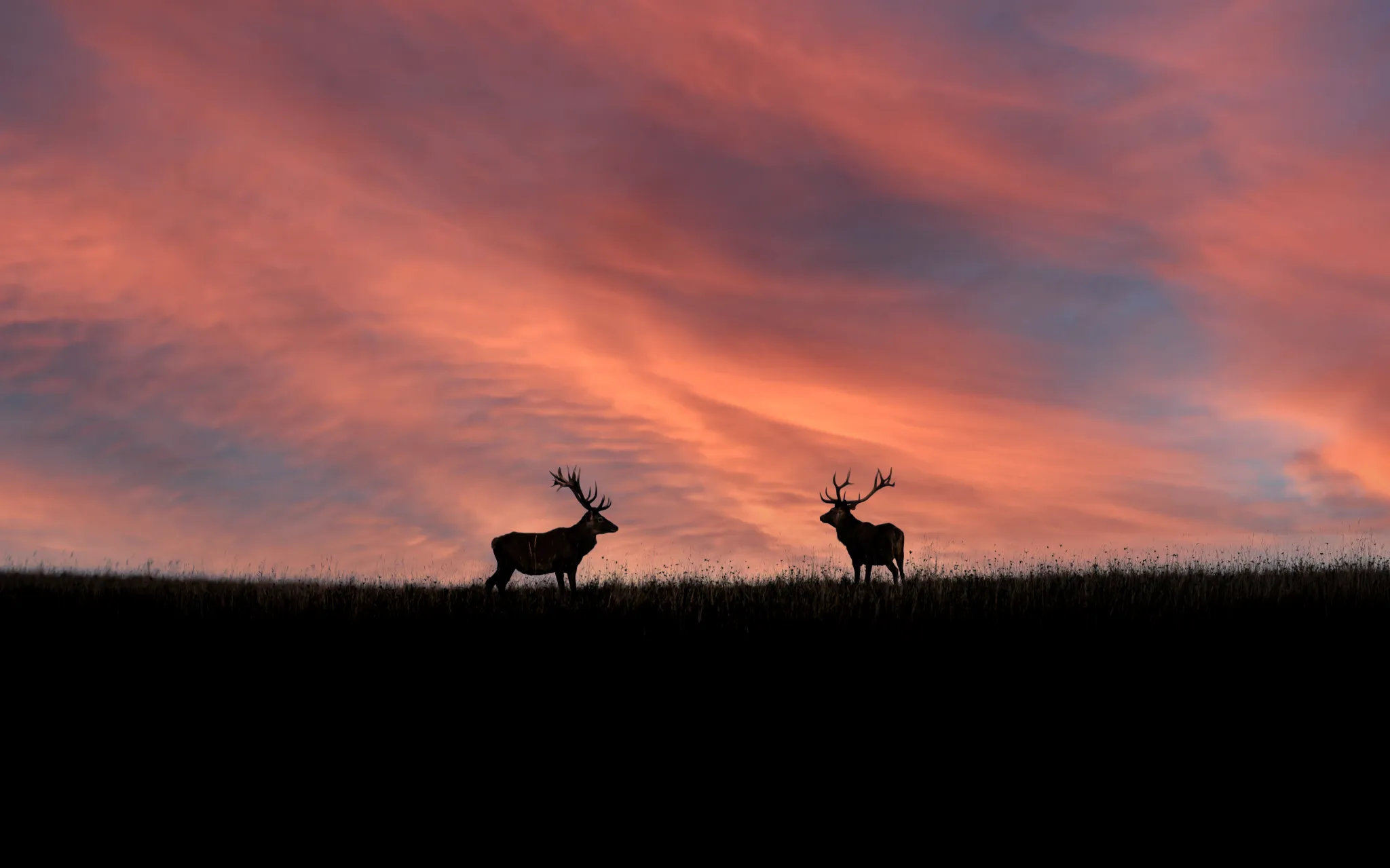 Best Ohio Public Hunting Lands For Snagging A Big Buck