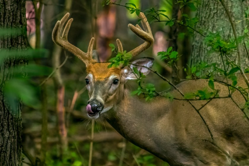 michigan whitetail deer in the woods.
