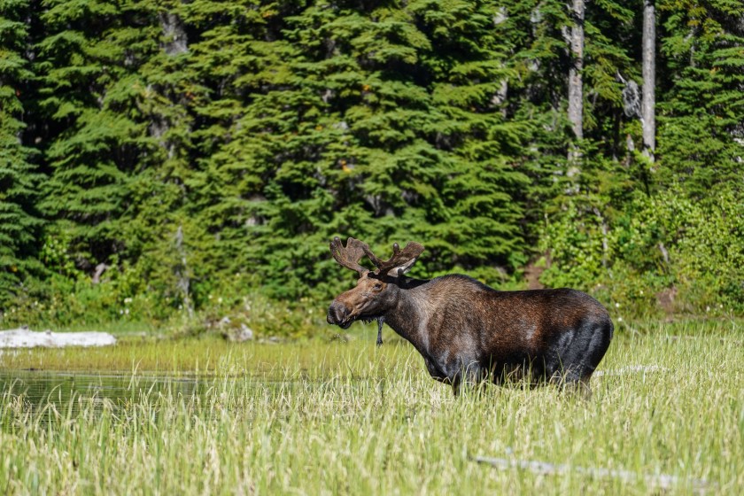 bull moose in Washington