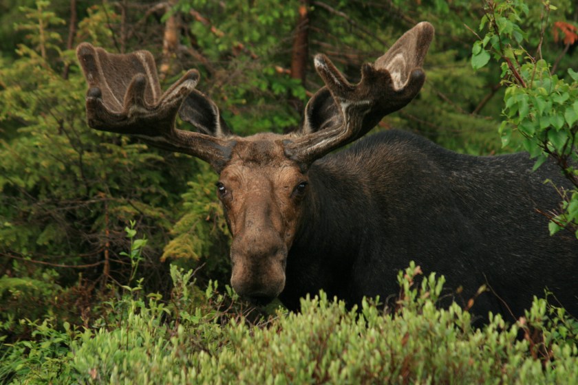 New Hampshire bull moose