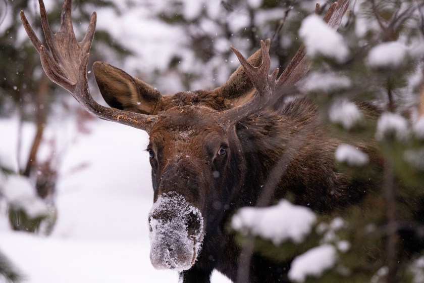Montana bull moose