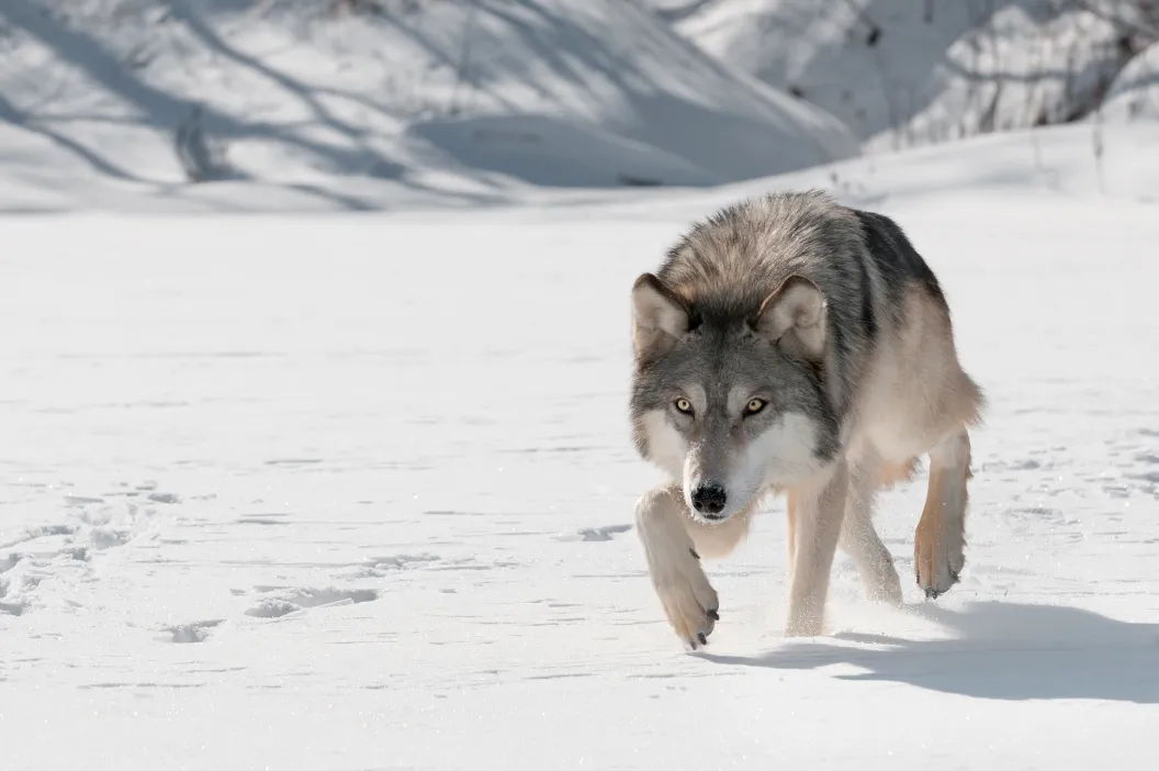Grey Wolf (Canis lupus) Stalks Forward - captive animal