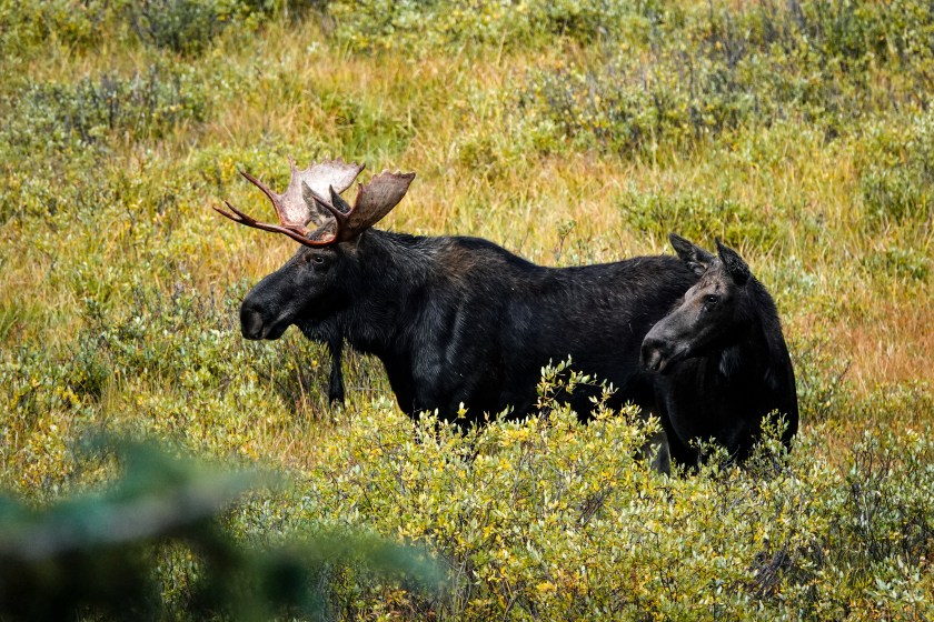 Moose in an autumn meadow.