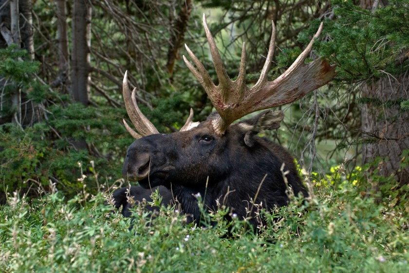 Utah bull moose