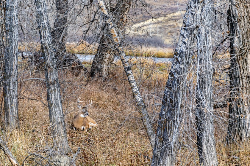 How to find a deer without a blood trail