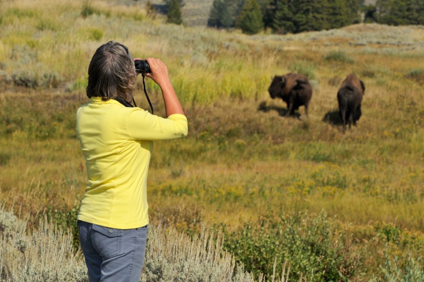Woman watching bisons with binoculars at Yellowstone National Park, Wyoming, USA.